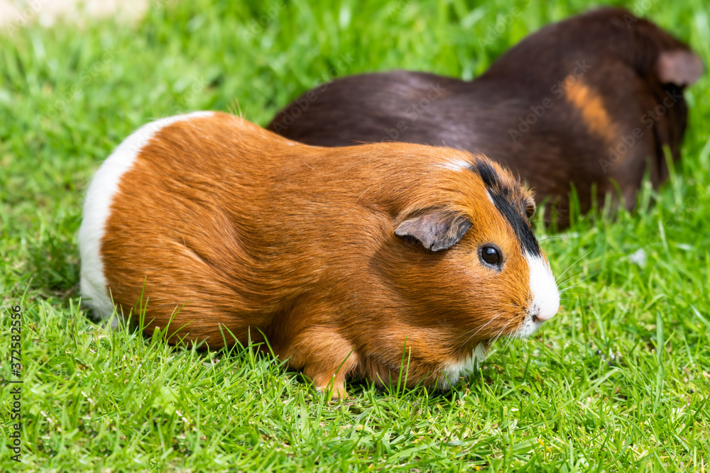 Friendly Guinea Pig Playing on Grass Friendly Guinea Pig Playing on Grass