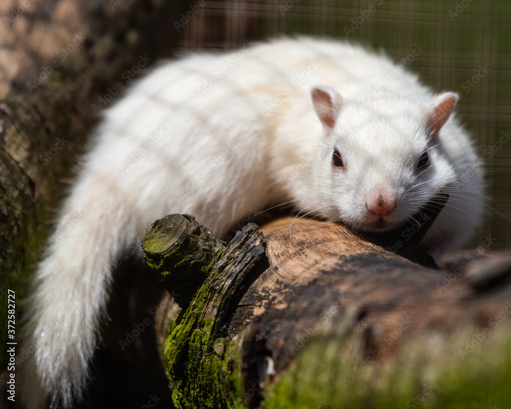 White Chipmunk Resing on a Mossy Branch White Chipmunk Resing on a Mossy Branch