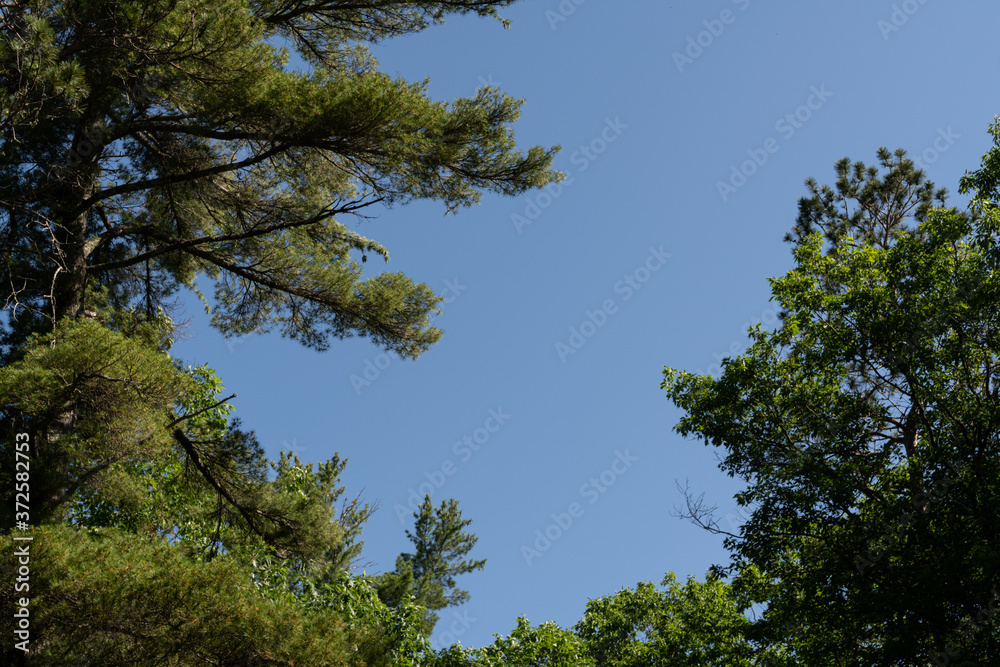 Green pine tree branches isolated against blue sky Green pine tree branches isolated against blue sky