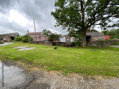 Old farm outbuildings, houses, and a turkey feeding in a  grassy area in, Stirton with Thorlby, Skipton, UK photo