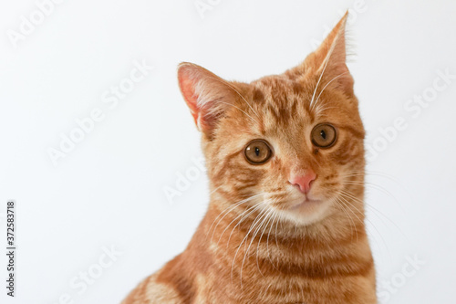 portrait of a cat