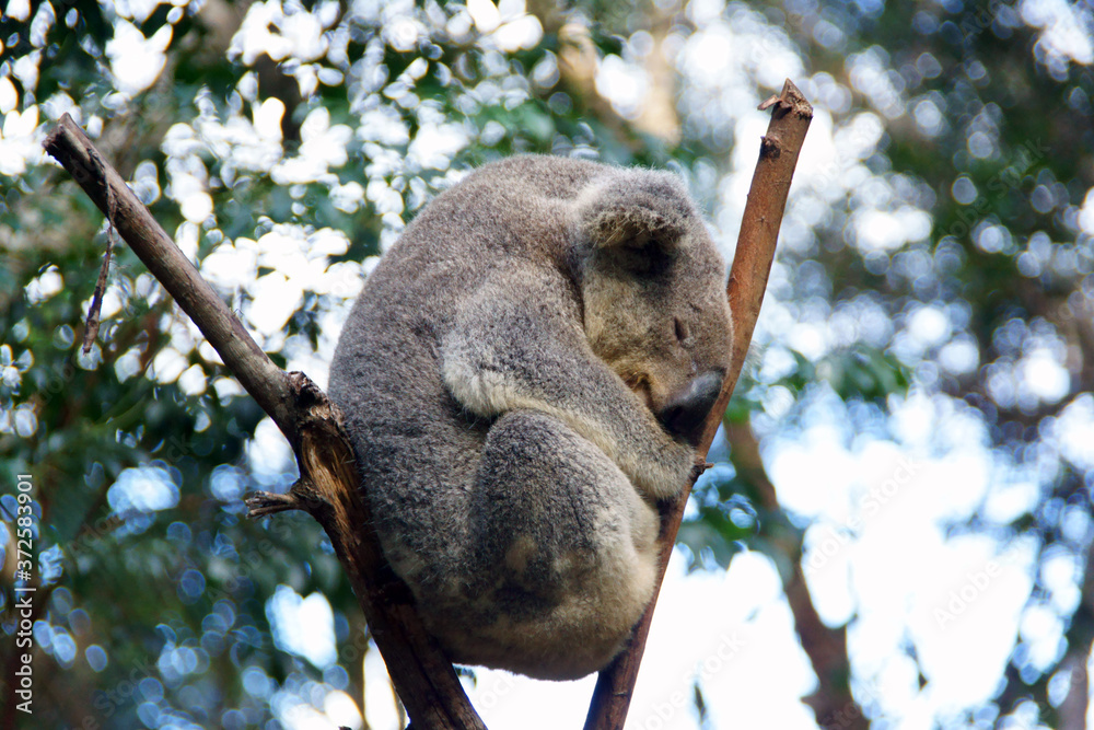 Obraz premium Sleeping Koala