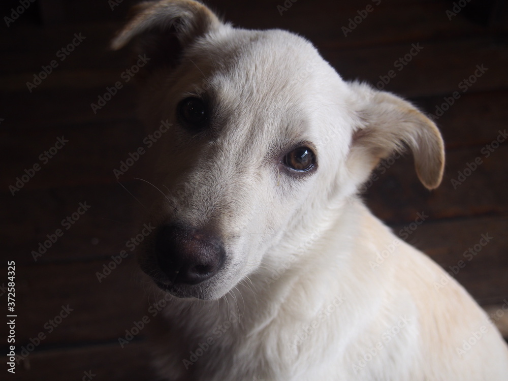 Obraz premium Cute white dog looking at me, Kathmandu, Nepal