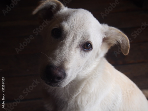 Cute white dog looking at me, Kathmandu, Nepal
