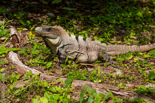 Big iguana takin the sun on the forest flor