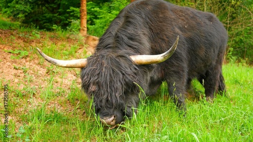 The photo of a black Highland cow in a forest