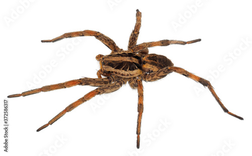 European wolf spider or false tarantula isolated on white background, Hogna radiata