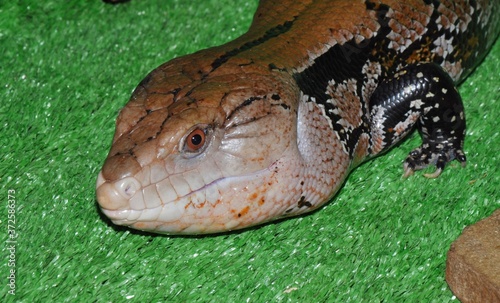 The eastern blue-tongued lizard (Tiliqua scincoides scincoides) photo