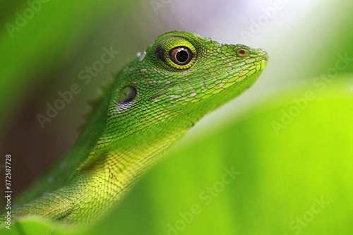 A close up macro photo of a crested green lizard in the wild.