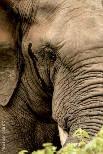 A large male African elephant at close quarters.