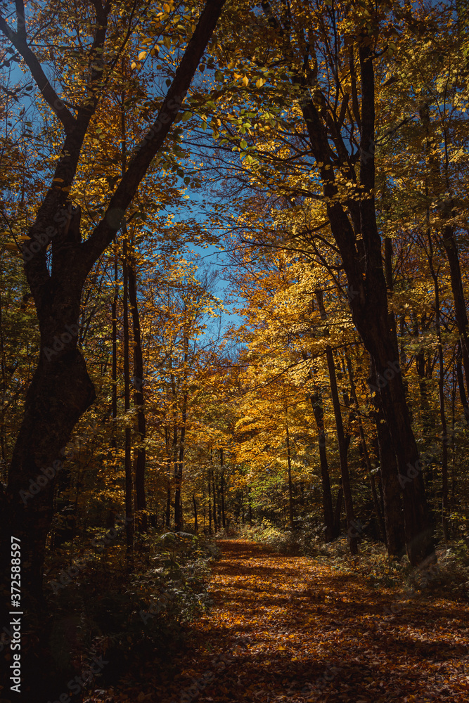 Sunlit Autumn Trail in Northern Wisconsin