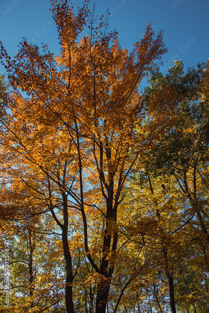 Backlit Autumn Tree Colors in Northern Wisconsin