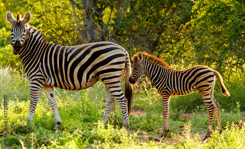 A baby zebra sticks close to its mother for camouflage.