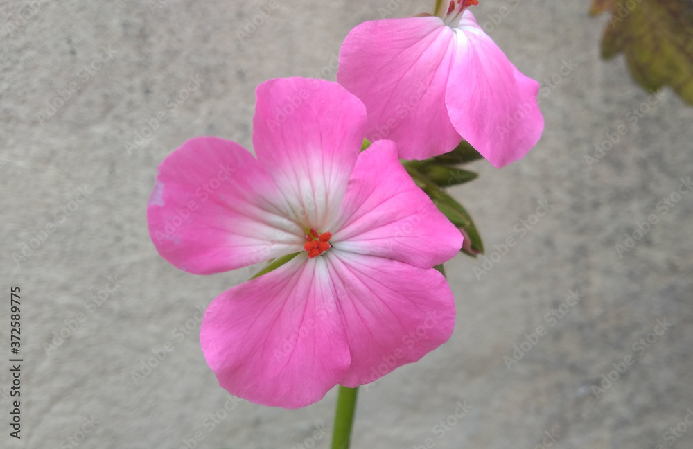 Flor de pétalos rosa o fucsia, planta de jardín, Comúnmente llamado Geranio  Stock Photo | Adobe Stock