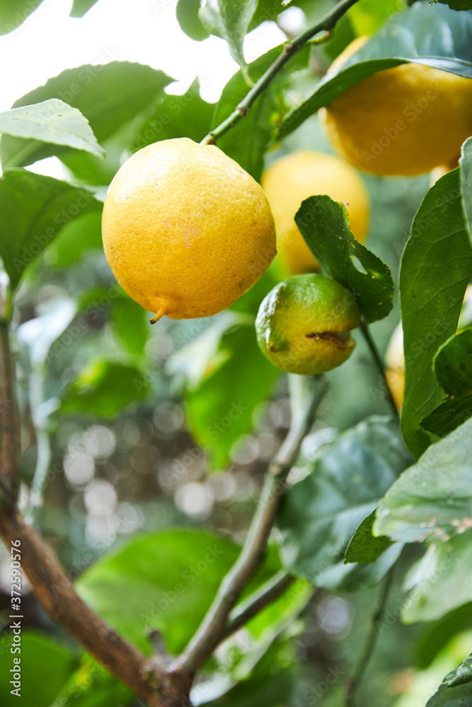 Home Grown lemon tree Home Grown lemon tree