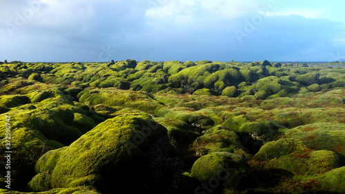 Eldhraun Lava Field of Southern Iceland (Wide View)