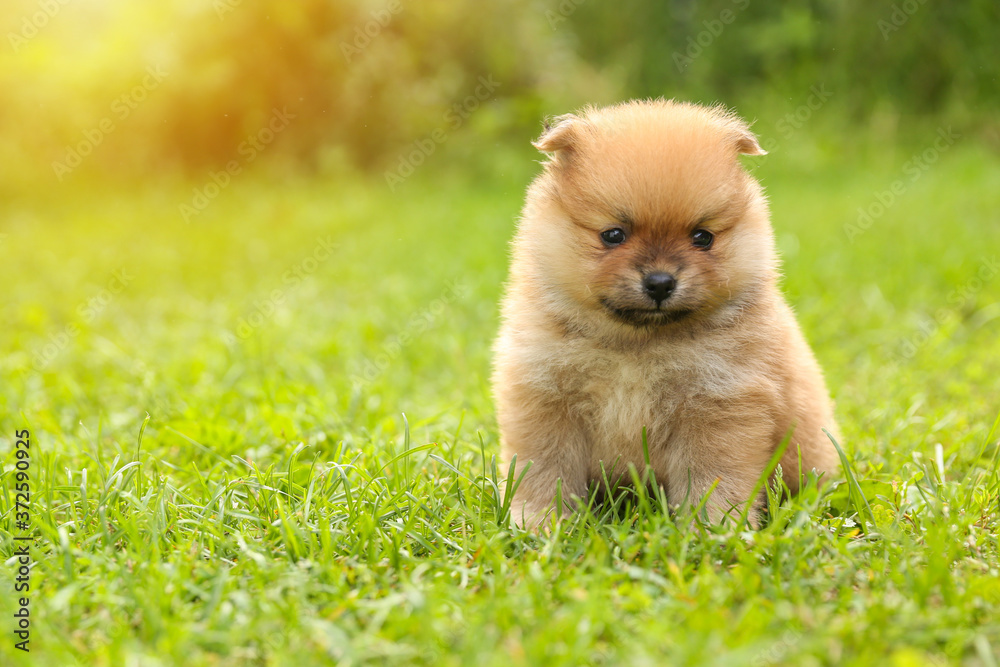 spitz puppy is on lawn grass outdoor spitz puppy is on lawn grass outdoor