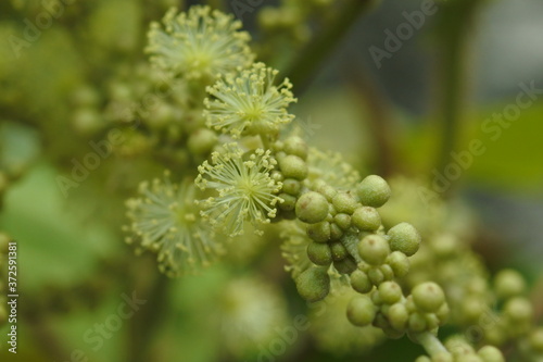 Flowers and fruits of Mallotus japonicus. Close-up size.