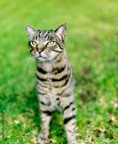 Close up portrait of a cute little cat on the grass in garden. 