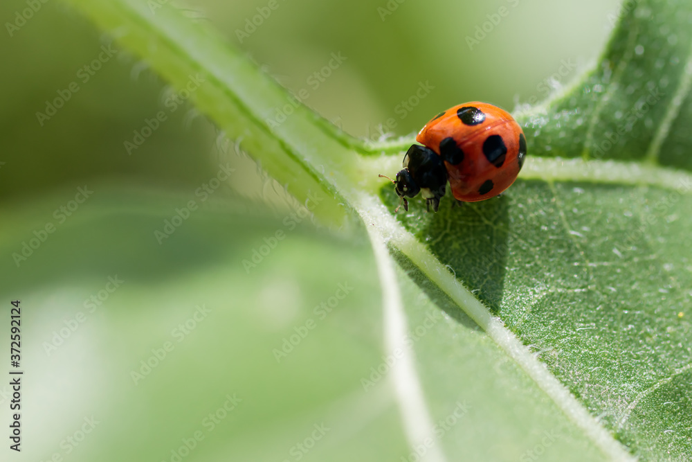 ナナホシテントウムシ　Ladybird