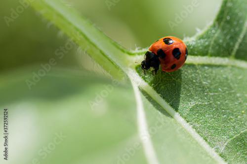 ナナホシテントウムシ　Ladybird © M・H