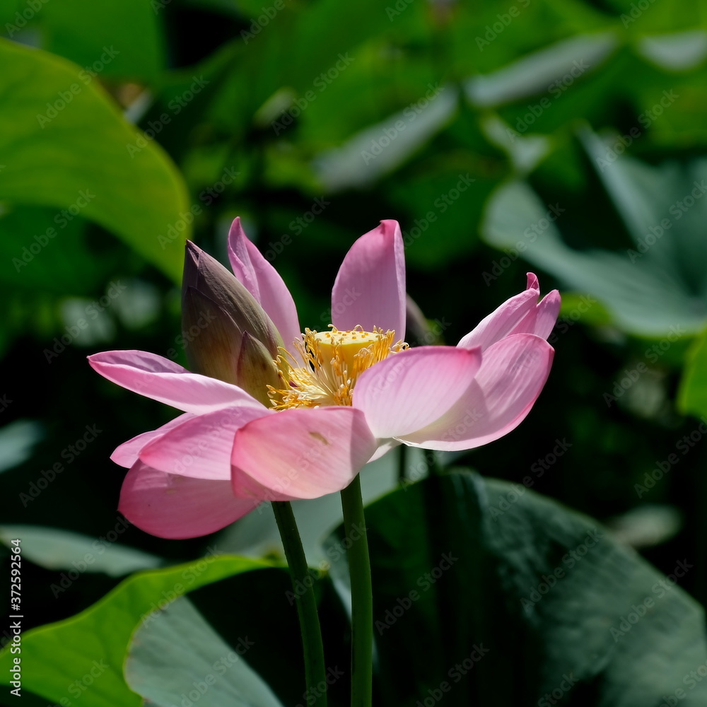 
Blooming lotus in the Volga delta