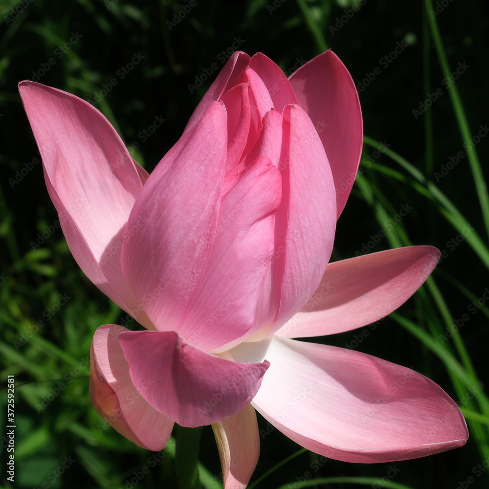 Blooming lotus in the Volga delta
Blooming lotus in the Volga delta