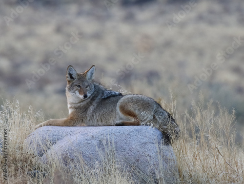 Coyote on Rock
