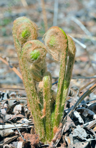 Young fern (Osmundastrum asiaticum) photo