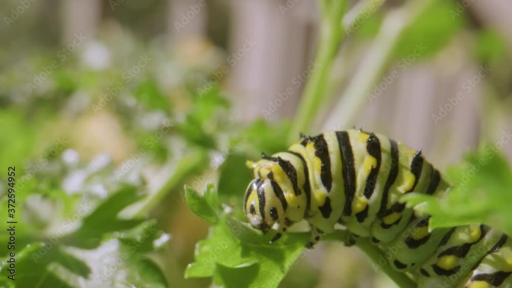Caterpillar eating parsley gets scared and shrinks. Close up. Caterpillar eating parsley gets scared and shrinks. Close up.