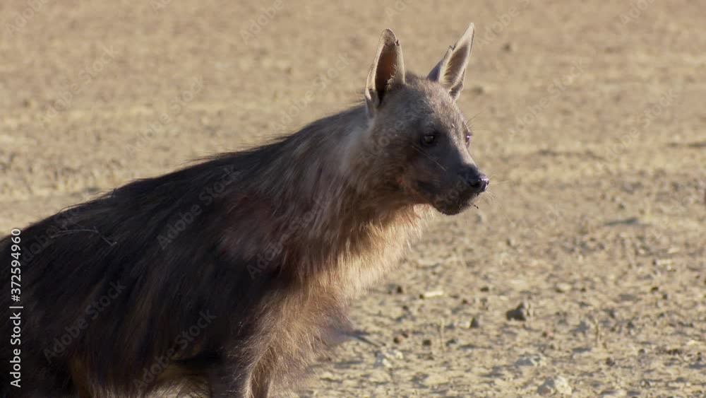 A side view of a Brown Hyena standing and scanning its surroundings in the Kalahari desert. A side view of a Brown Hyena standing and scanning its surroundings in the Kalahari desert.