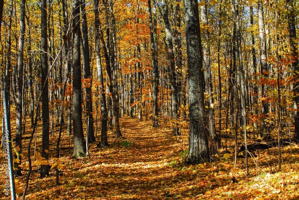 Fototapeta premium Autumn views