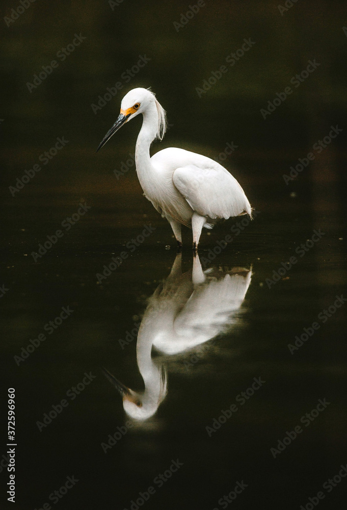 Obraz premium great blue heron