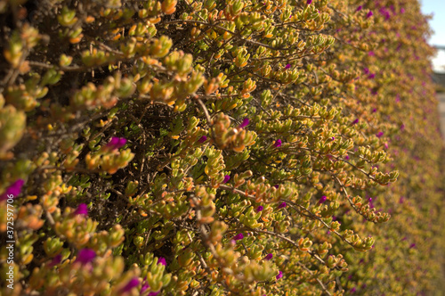 bush wall
