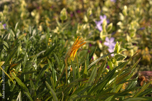 wild flowers in the grass