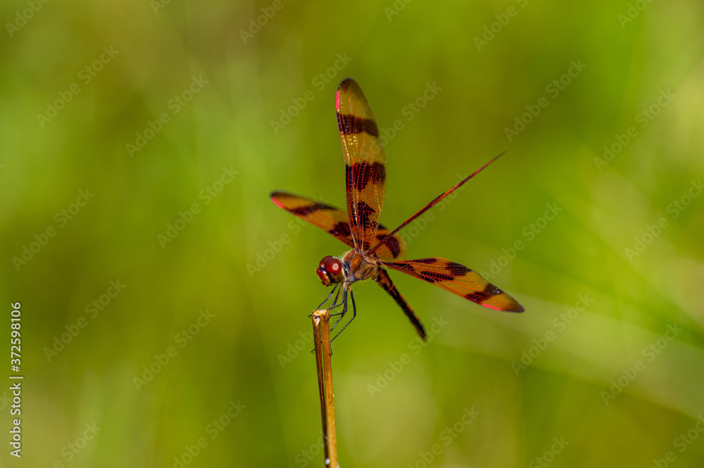 Halloween Pennant Dragonfly wings spread Halloween Pennant Dragonfly wings spread