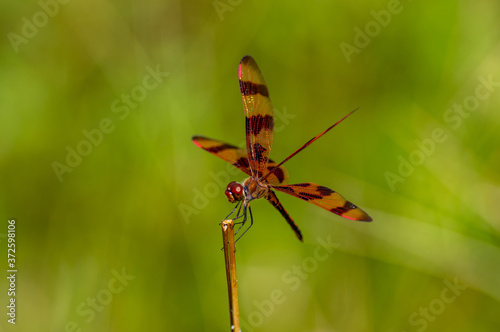 Halloween Pennant Dragonfly wings spread © Tom Ramsey