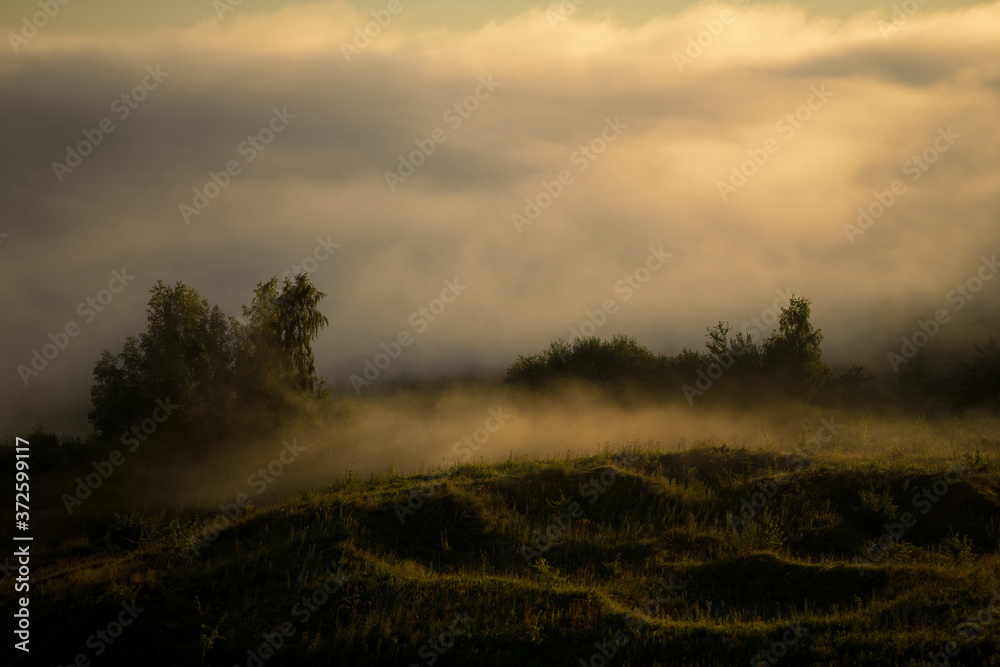 fog in the forest