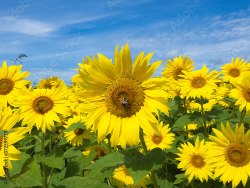 Sunflowers in Bloom