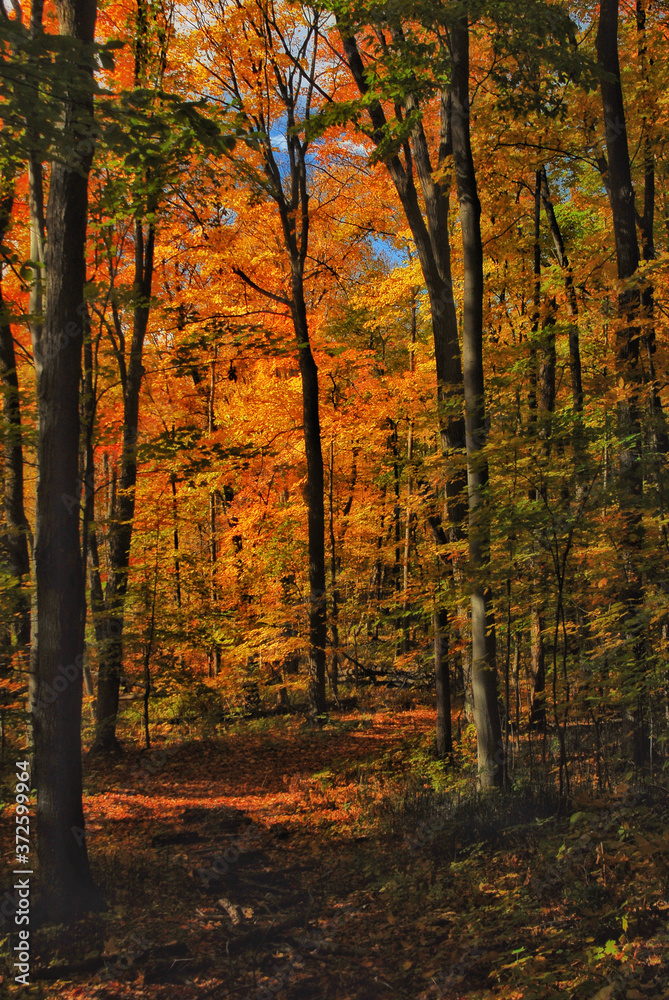 Autumn views