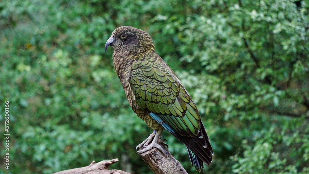 Fototapeta premium Green Kea on green forrest background sitting on a branch. 