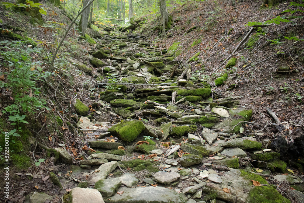 Obraz premium mossy creek bed