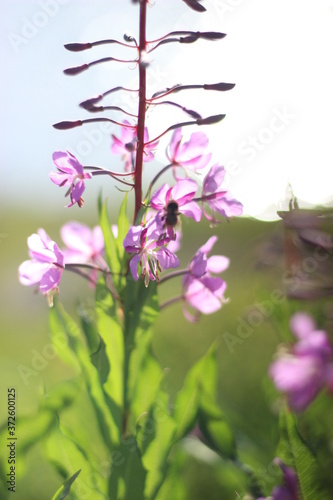 bee on a flower