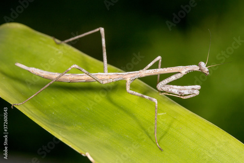 Preying Mantis resting on a leaf