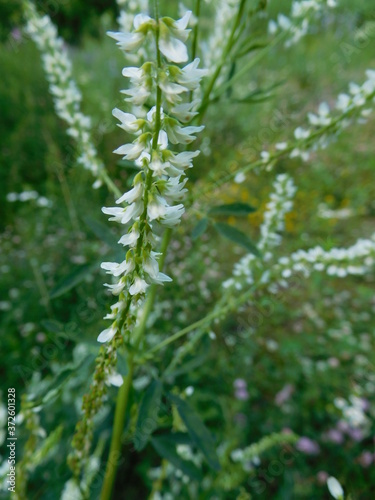 white sweetclover flowers close-up in a field on a summer day
