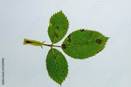 Foto Symptoms of rose scab caused by Diplocarpon rosae (Transmitted light photography