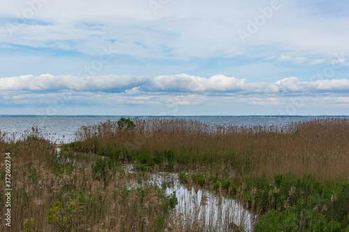 landscape with grass and water