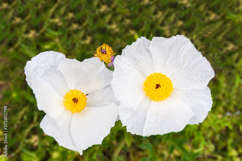 White Prickly Poppies (Argemone albiflora) Near Brenham, Texas, USA photo