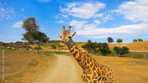 Giraffe roaming in San Diego Safari Park photo