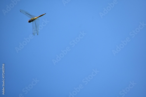 Nature, Wild And Animals